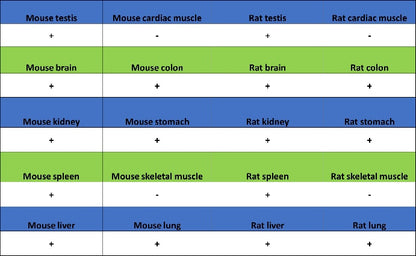 CAD/BM1 Recombinant Rabbit mAb (S-1650-21)