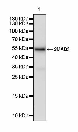 SMAD3 Recombinant Rabbit mAb (S-3147-36)