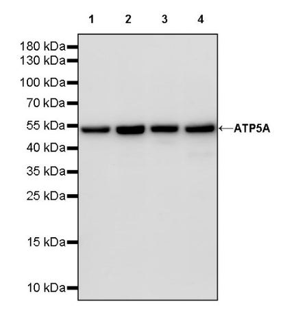 ATP5A Recombinant Rabbit mAb (S-1542-211)