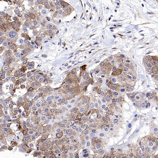 Connexin 43/GJA1 Rabbit Polyclonal Antibody