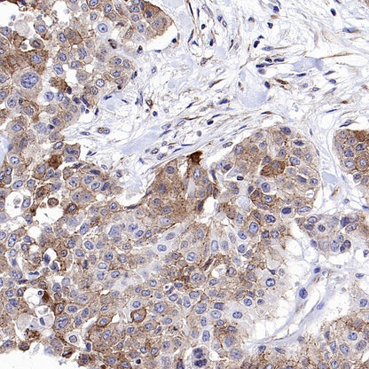 Connexin 43/GJA1 Rabbit Polyclonal Antibody
