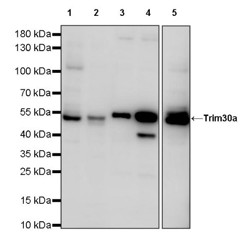Trim30a Recombinant Rabbit mAb (S-1753-35)