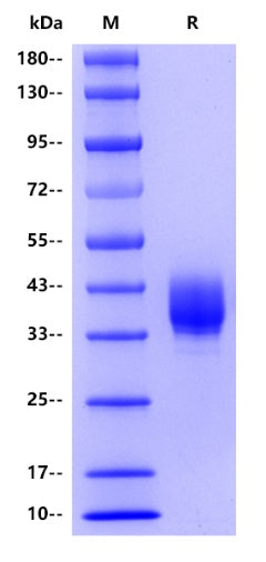 Human Tissue factor, his tag