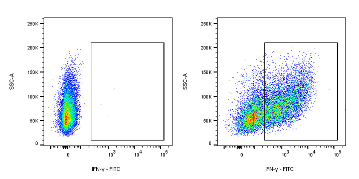 FITC Rat Anti-Mouse IFNγ Antibody (XMG1.2)