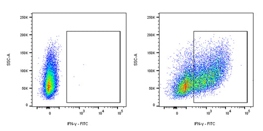 FITC Rat Anti-Mouse IFNγ Antibody (XMG1.2)