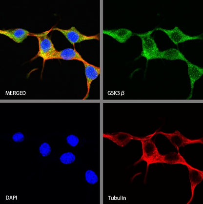 GSK3β Recombinant Rabbit mAb (S-1209-170)