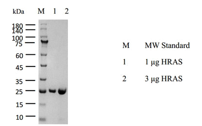 HRAS, Avi&His Tag Protein