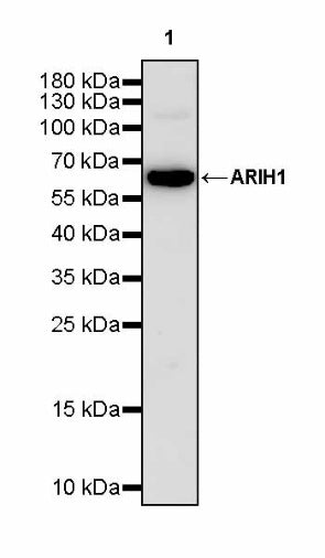 ARIH1 Recombinant Rabbit mAb (S-3166-64)