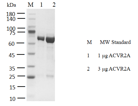 ACVR2A GST Tag Protein, Human