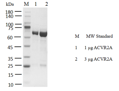 ACVR2A GST Tag Protein, Human