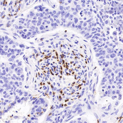 CD2 Recombinant Rabbit mAb (SDT-R261)