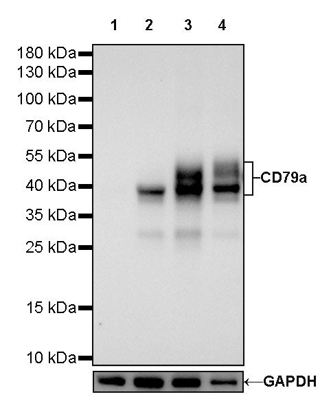 CD79a/MB-1 Recombinant Rabbit mAb (SDT-030-18)