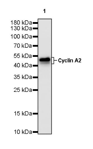 Cyclin A2 Recombinant Rabbit mAb (S-1873-103)