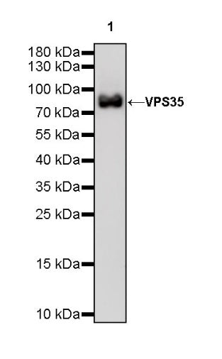 VPS35 Recombinant Rabbit mAb (S-997-2)