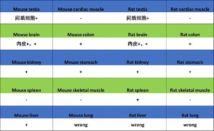 NQO1 Recombinant Rabbit mAb (S-1672-2)
