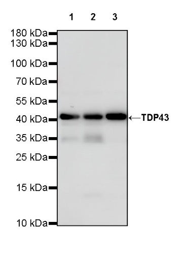 TDP43 Recombinant Rabbit mAb (S-R354)
