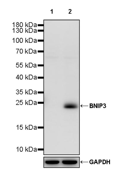 BNIP3 Recombinant Rabbit mAb (S-2699-151)