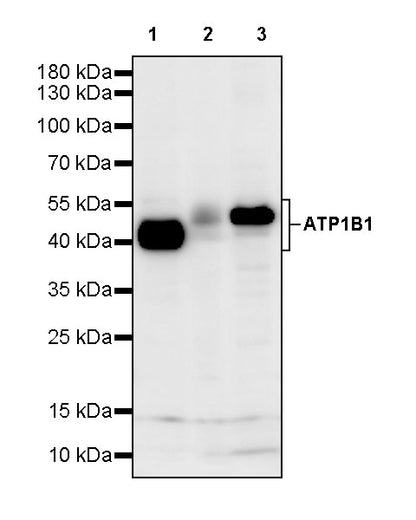ATP1B1 Rabbit Polyclonal Antibody