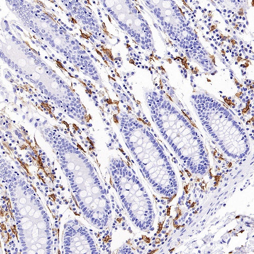 Sialoadhesin/CD169 Recombinant Rabbit mAb (SDT-3228-8)