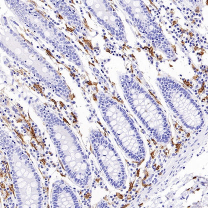 Sialoadhesin/CD169 Recombinant Rabbit mAb (SDT-3228-8)