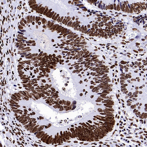Histone H3.3 Recombinant Rabbit mAb (S-3883)