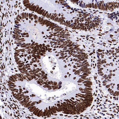 Histone H3.3 Recombinant Rabbit mAb (S-3883)