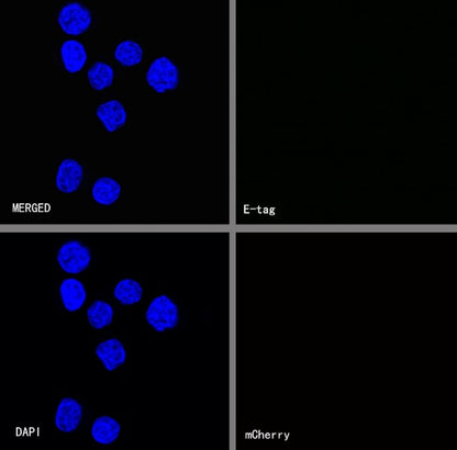 E tag Recombinant Rabbit mAb (S-911-14)