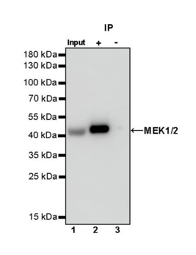 MEK1/2 Recombinant Rabbit mAb (S-834-101)