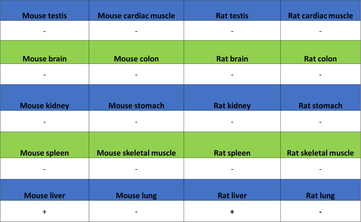 Hepatocyte Specific Antigen Recombinant Mouse mAb (SDT-4389)