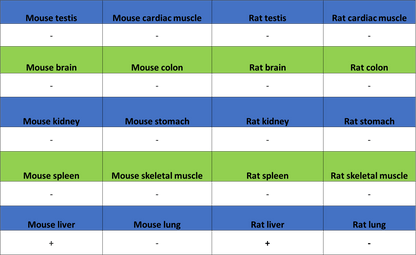Hepatocyte Specific Antigen Recombinant Mouse mAb (SDT-4389)