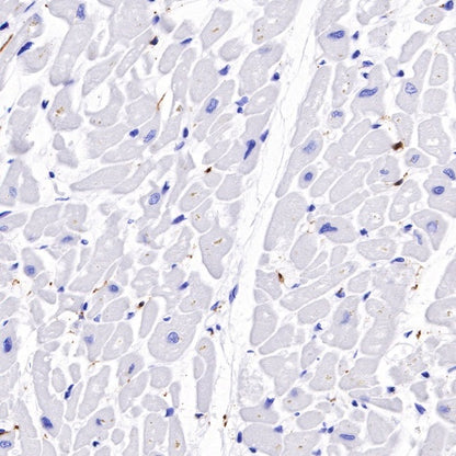 S-RMab® S100B Recombinant Rabbit mAb (SDT-518-45)