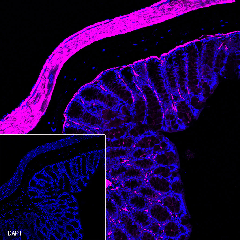 Caveolin-1 Recombinant Rabbit mAb (Cy5 Conjugate) (SDT-065-20)