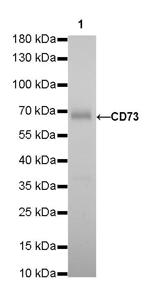 CD73 Recombinant Rabbit mAb (SDT-218-52)