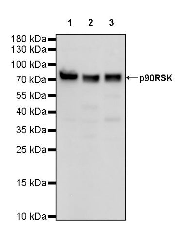 p90RSK Rabbit polyclonal antibody