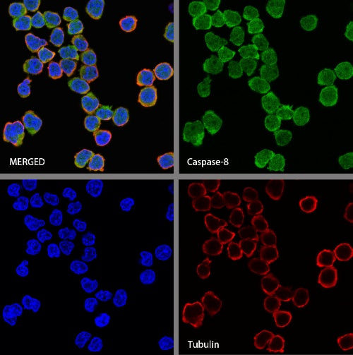 Caspase-8 Recombinant Rabbit mAb (S-1540-1)