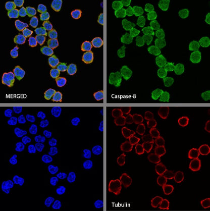 Caspase-8 Recombinant Rabbit mAb (S-1540-1)