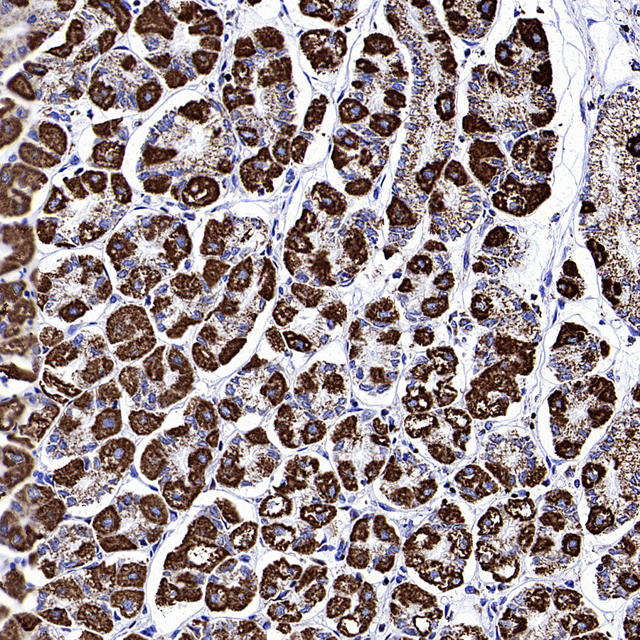 COXIV Recombinant Mouse mAb (S-5528)