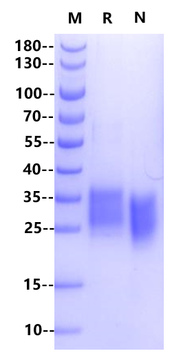 Non-biotinylated GLP-1R His&Avi Tag, Human
