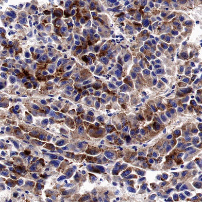 Osteopontin Recombinant Rabbit mAb (S-1005-50)