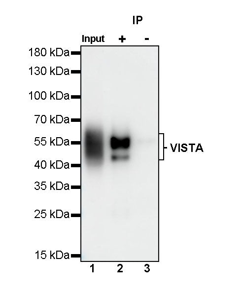 VISTA Recombinant Rabbit mAb (S-1469-72)