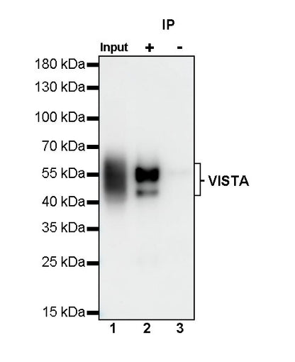 VISTA Recombinant Rabbit mAb (S-1469-72)
