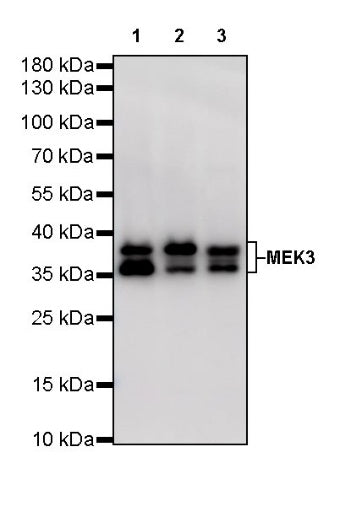 MEK3 Recombinant Rabbit mAb (S-835-23)