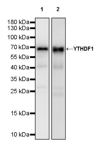 YTHDF1 Recombinant Rabbit mAb (S-2443-28)