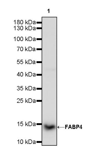 FABP4 Recombinant Rabbit mAb (S-1360-168)