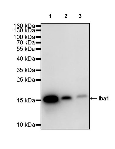 Iba1 Recombinant Rabbit mAb (S-484-18)