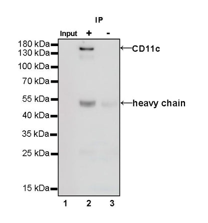 CD11c Recombinant Rabbit mAb (SDT-396-48)