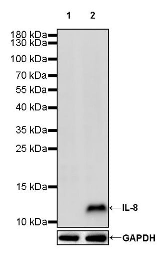 IL-8 Recombinant Rabbit mAb (S-162-38)