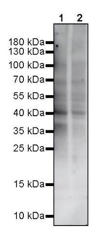 S-RMabMix™ Sulfo-Serine/Threonine Rabbit mAb