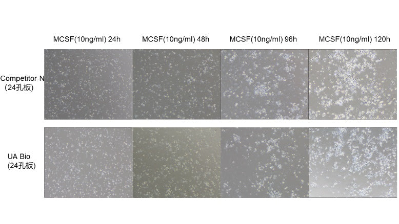 M-CSF Protein, Mouse