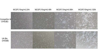 M-CSF Protein, Mouse